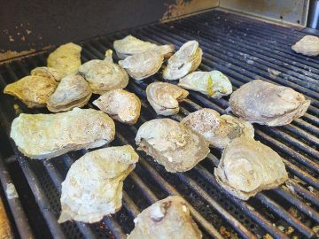 oysters on a grill